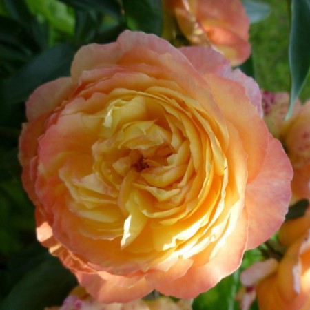 Seedling rose led Bing, Shrab-Rosa, pot 2 l., Summer 2024