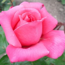 Seedling rose 
