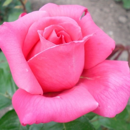 Seedling rose "Rozel", tube, spring 2025