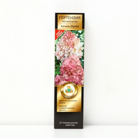 Hydrangea blizzard suite "Vanil Freiz" 1 pc, tube, spring 2025