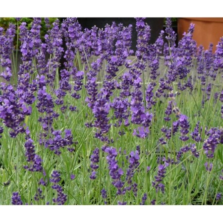 Lavender narrow -leaved manstead, pot C3, 1 pc, summer 2024