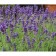 Lavender narrow -leaved manstead, pot C3, 1 pc, summer 2024