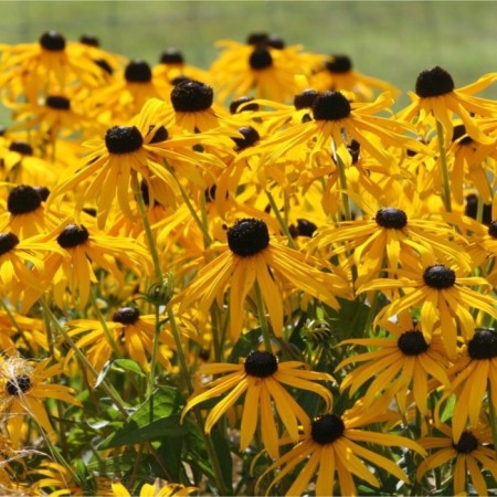 Rudbekia brilliant "Goldsturm", pot C2, 1 pc, spring 2024