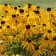 Rudbekia brilliant "Goldsturm", pot C2, 1 pc, spring 2024
