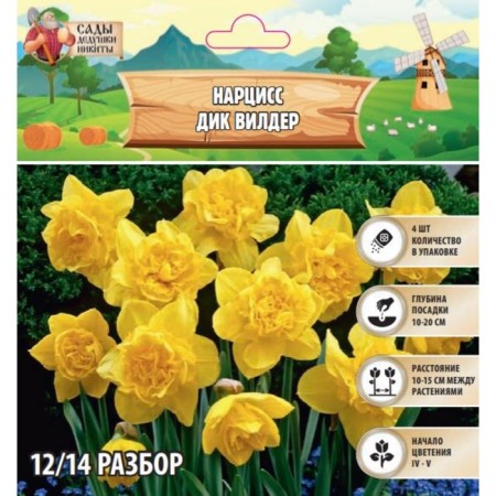 Narcissus Dick Wilder, river 12/14, 4 pcs, autumn 2024