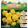 Narcissus Dick Wilder, river 12/14, 4 pcs, autumn 2024