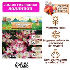 Лилия гибридная "ЛоллиПоп", р-р 14/16, 2 шт,