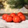 The basis for creativity and decor "Mandarin" set 6 pcs., Size 1 pc: 5.5 × 5.5 × 4 cm