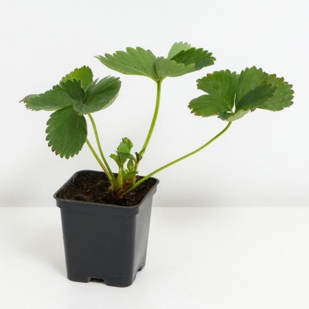 Strawberry garden murano, p9 pot, 1 pc, summer 2024-1