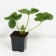 Strawberry garden murano, p9 pot, 1 pc, summer 2024