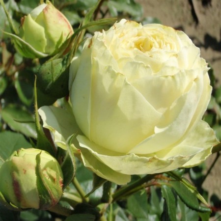 Seedling rose Lemon Piano, tea-hybrid tea, pot 2 l., Summer 2024