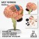 Model "Human Brain" collapsible, 10*10 cm