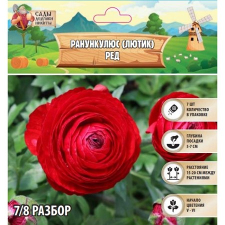 Ranunkulus (Buttercup) Red, rr 7/8, 7 pcs, autumn 2024