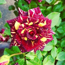 Seedling rose 