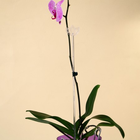 Support for orchids, h = 44 cm, plastic, transparent, mix-6