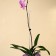 Support for orchids, h = 44 cm, plastic, transparent, mix