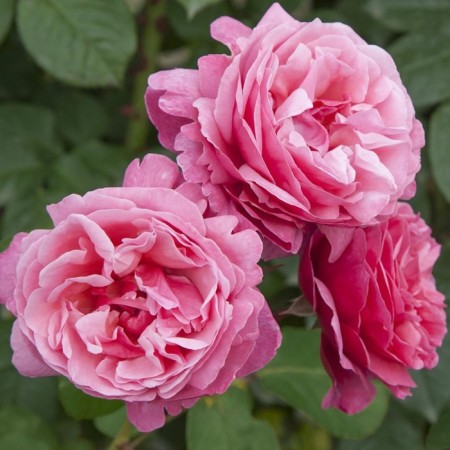 Sahenian Rosa Meyan Tea-Hybride "Anton Chekhov (Lin Renault)", Tuba, 1 pc, Spring 2025