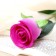Artificial flower "Bunny Rose" 5x50 cm, lilac