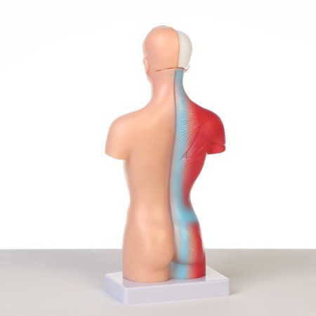 Model "Koms of a Human" collapsible 28*11*7cm-2
