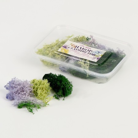 Set of dried flowers "moss", color mix