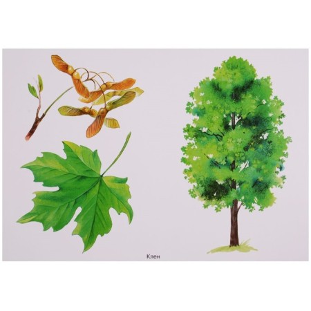 GEF. The world in pictures. Trees and leaves. Minisheva T.-1