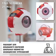 Макет "Глаз человека" 21*14см
