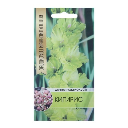 Cliolus Cliolus Clinus Cyparis (yellow), 5 pcs.