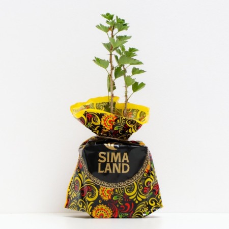 Cryznik Olavvika seedling, pot P9, Summer 2024-1