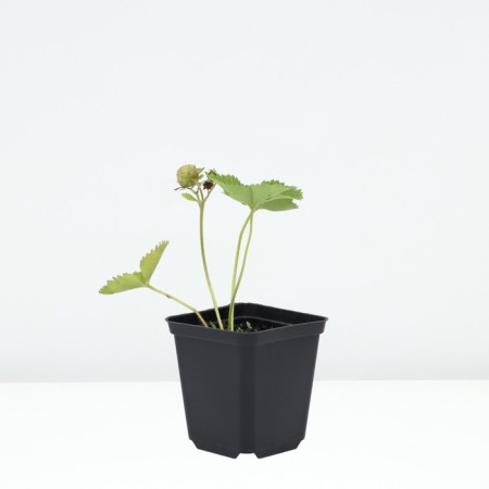 Strawberries Garden Vima Kimberly (Kimberly), P9 pot, 1 pc, summer 2024-1