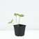 Strawberries Garden Vima Kimberly (Kimberly), P9 pot, 1 pc, summer 2024
