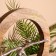 Interior souvenir in the wooden ring "Moment" 30x8x33 cm