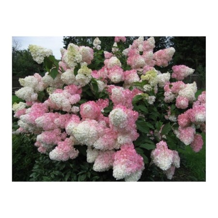 Sharp hydrangea blizzard "Vanille Fraise (Syn. Renhy)", pot C1.5, summer 2024
