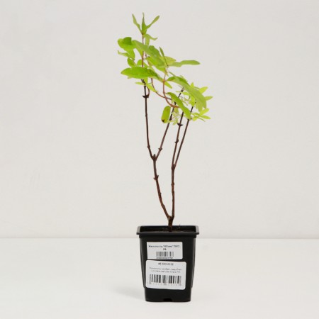Seedling honeysuckle Blue/ edible "Yugan", pot P9, summer 2024-2