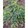 Timyan hybrid "Don Valya", P9 pot, 1 pc, spring 2024