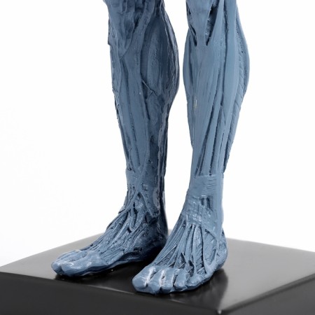 Model "Human Body" 29cm-7