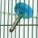 Drill for rodents, 500 ml, 20.5 x 5 cm, blue