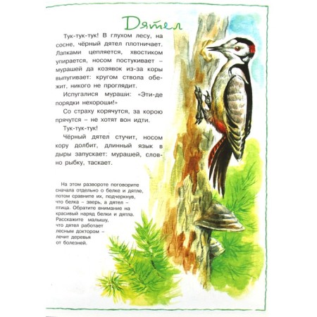 Кто в лесу живет. Животные нашего леса-2