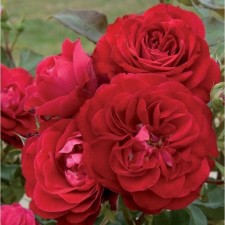 Seedling rose Mona Lisa, floribunda, pot 2 l., Summer 2024