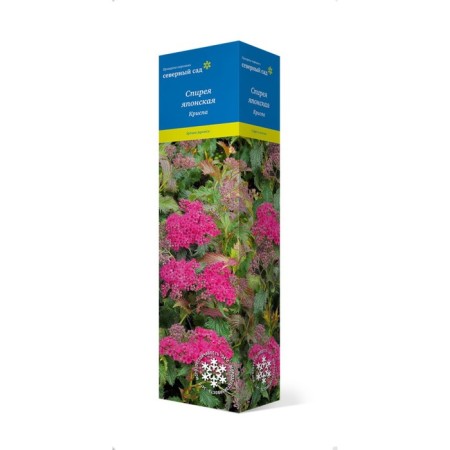 Japanese spirea (Northern Garden series) "Chrispa" 1 pc, tube, spring 2025
