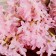 Artificial flowers "Lypical lilac" 3x95 cm, pink