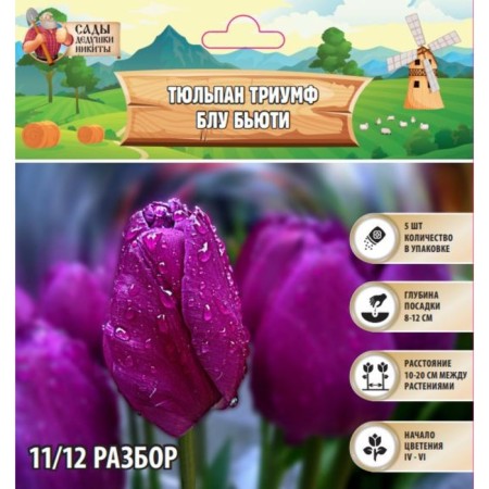 Tulip Triumph Blue Buti, rr 11/12, 5 pcs, autumn 2024