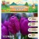 Tulip Triumph Blue Buti, rr 11/12, 5 pcs, autumn 2024