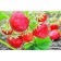 Strawberry of Frigi Lucia (Lycia) A (9-15 mm), 5 pcs