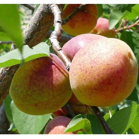 Seedling apricot Seraphim, pot 2l., Summer 2024