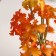 Bonsai in the pot "Maple Mini Lux" (soft sheet) 13x6 cm, mix