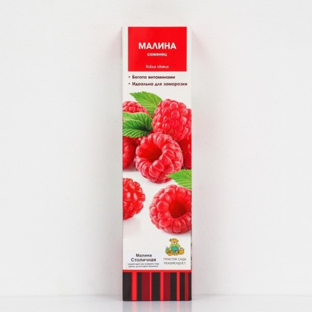 Raspberry traditional varieties "Capital", 1 pc, tube, spring 2025