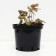 Heicherla Brass Lantern, C2 pot, H10-50 height, 1 pc, summer 2024