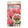 Seeds of flowers CENTIONS IS CRIM "Pink Torch", cirrus, this. ALT, c/n, 10 pcs