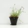 Sand -shaped cloves "fringe", pot C3 (pink), 1 pc, spring 2024
