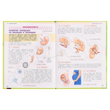 Encyclopedia “I grow up: everything that a teenager needs to know about” 48 pages-5